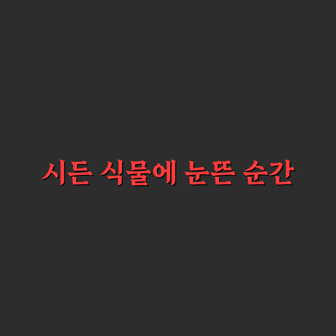 식물 시들 때 살리는 방법 직접 써본 후기로 알려드려요