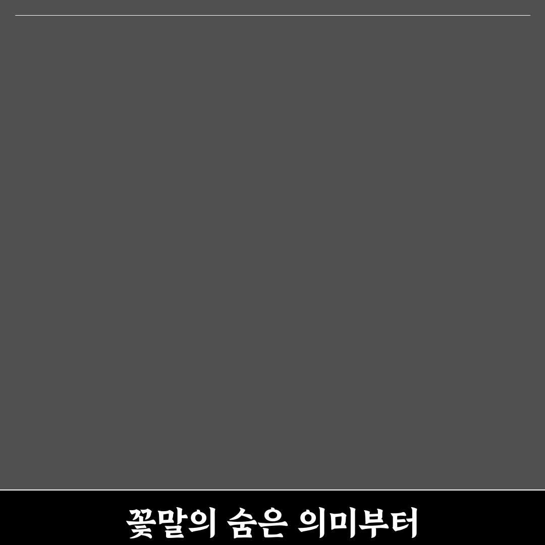 망고튤립 꽃말과 상징 의미 5가지 기준 분석