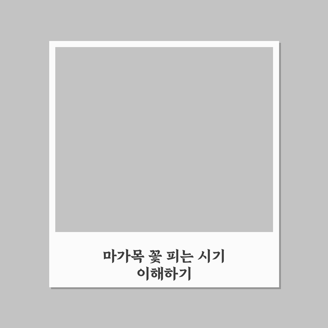 마가목 꽃 피는 시기 분석과 주요 체크포인트 총정리