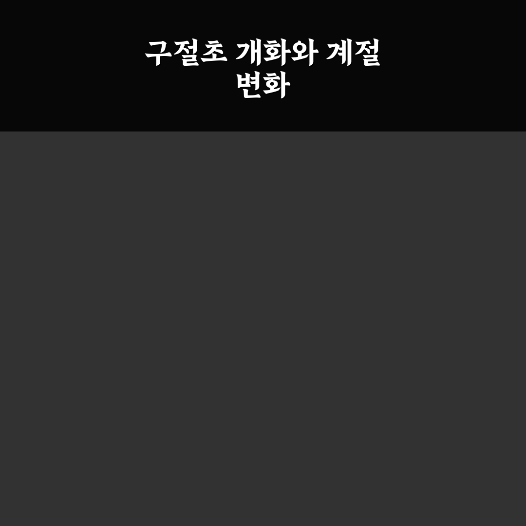 구절초 꽃피는시기별 특징과 개화 조건 비교 분석