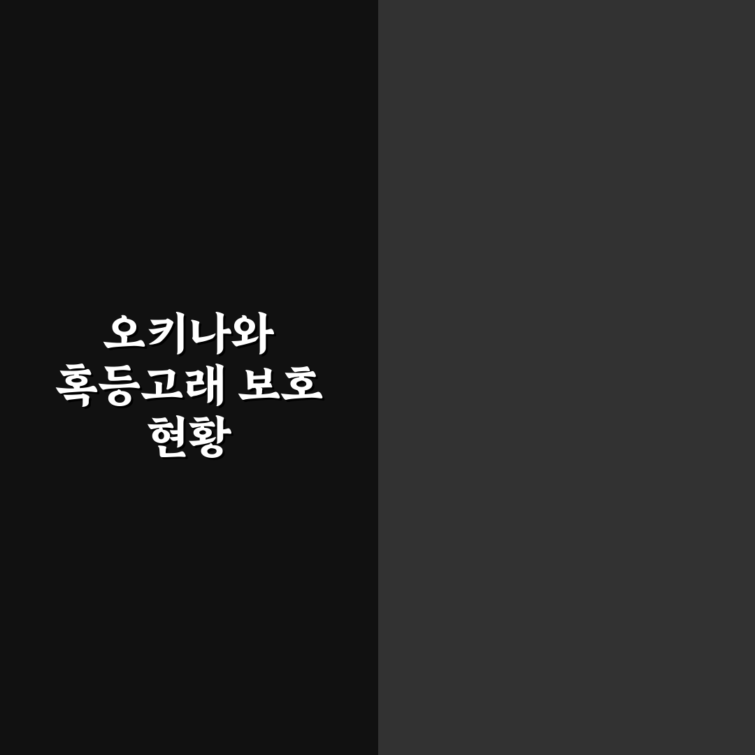 오키나와 혹등고래 관찰 가이드와 주요 체크포인트 분석