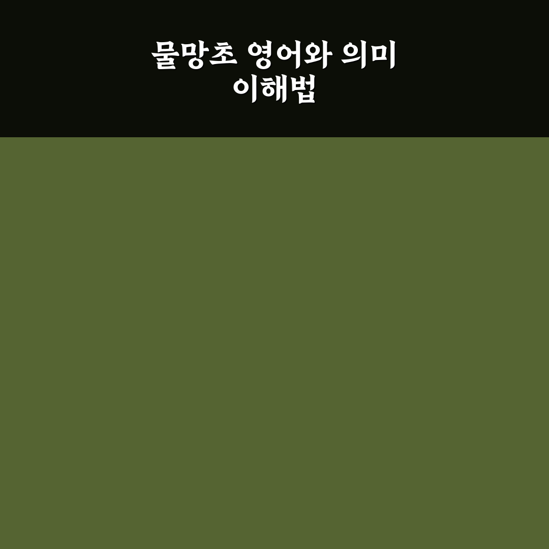 물망초 영어로 표현하는 법과 선택 기준 총정리
